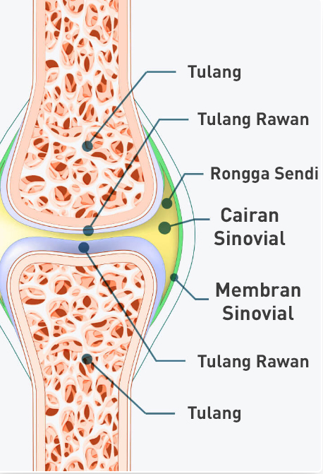 Gambar Lutut